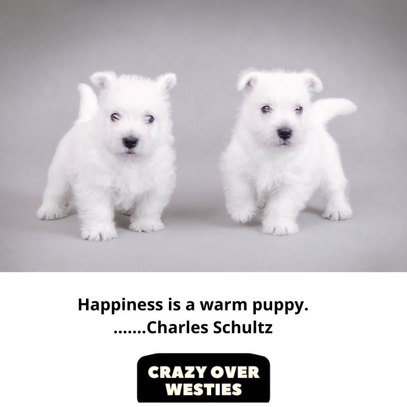 best westie dog quote