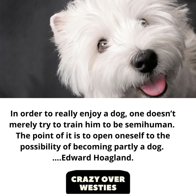 best westie dog quote