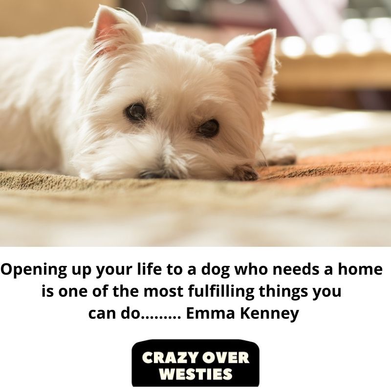 westie rescue quote - Opening up your life to a dog who needs a home is one of the most fulfilling things you can do......... Emma Kenney