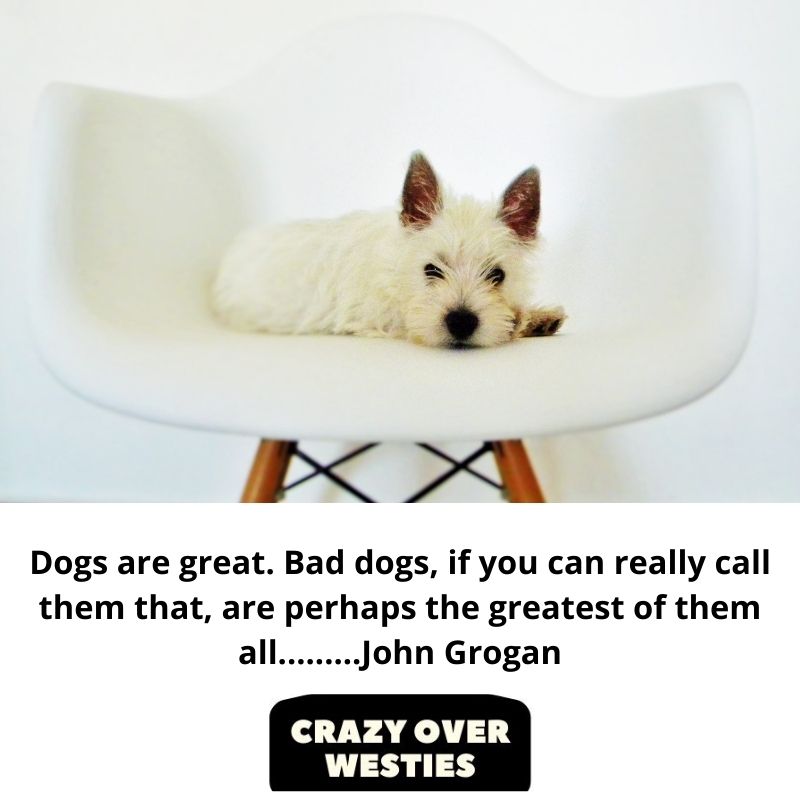 best westie dog quote