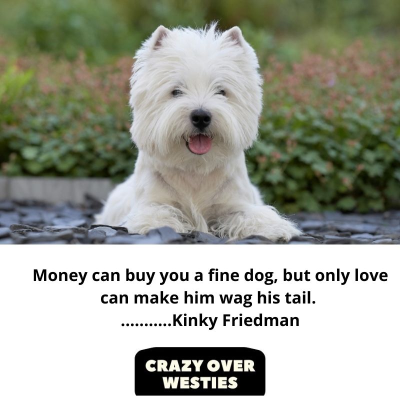 best westie dog quote