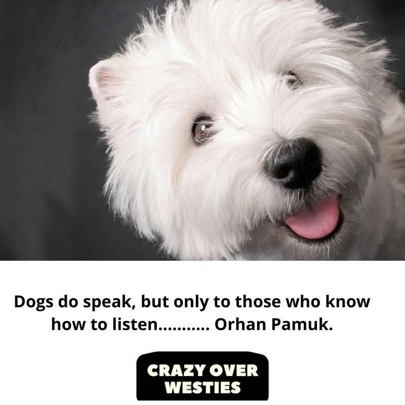 best westie dog quote