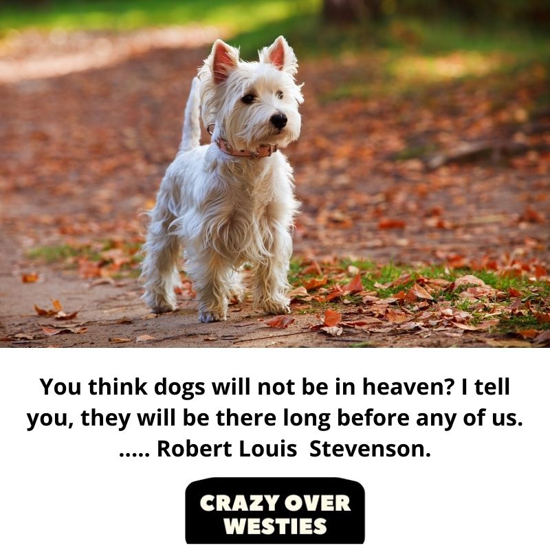 best westie dog quote