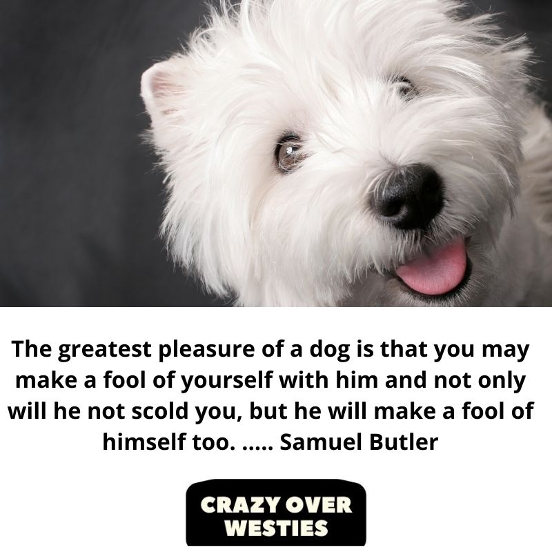 best westie dog quote