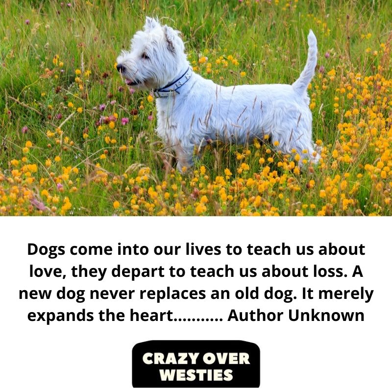 best westie dog quote