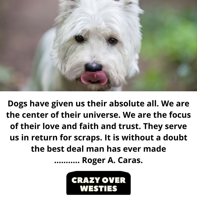 best westie dog quote