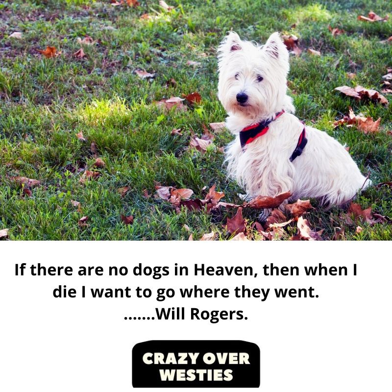 best westie dog quote