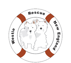 West Highland Terrier Rescue of New England 