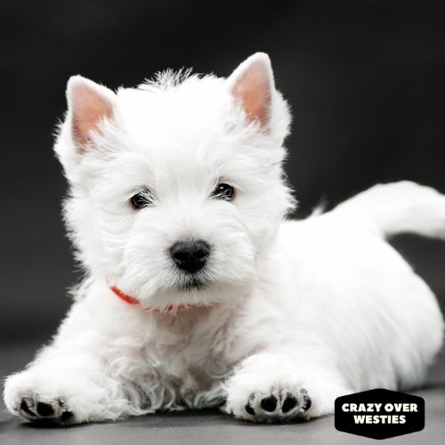 top westie male dog names