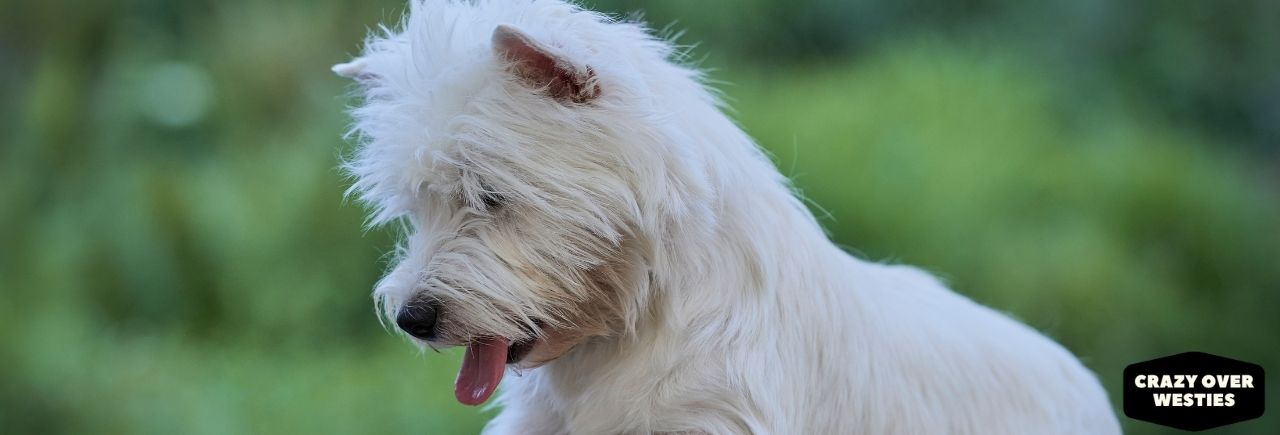 are westies good family pets