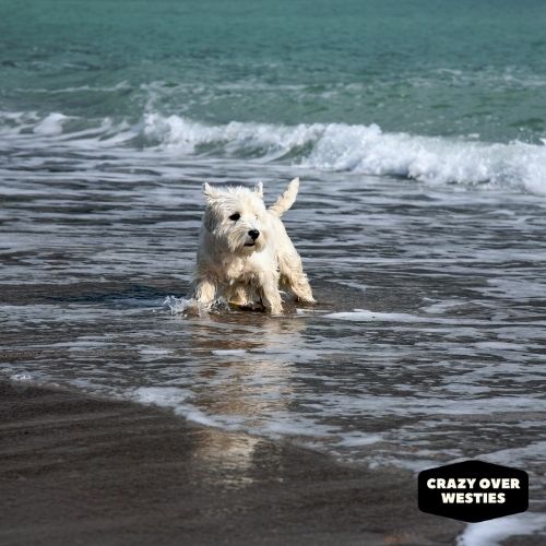 do westies like to swim