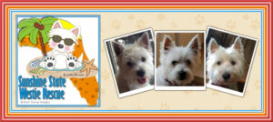 sunshine state westie rescue