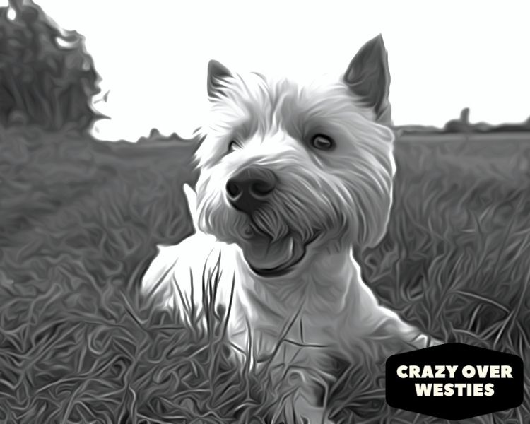 crazy over westies hero image