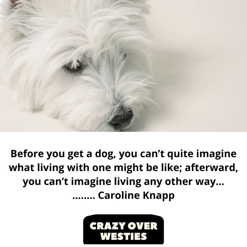inspirational westie dog quote - Caroline Knapp