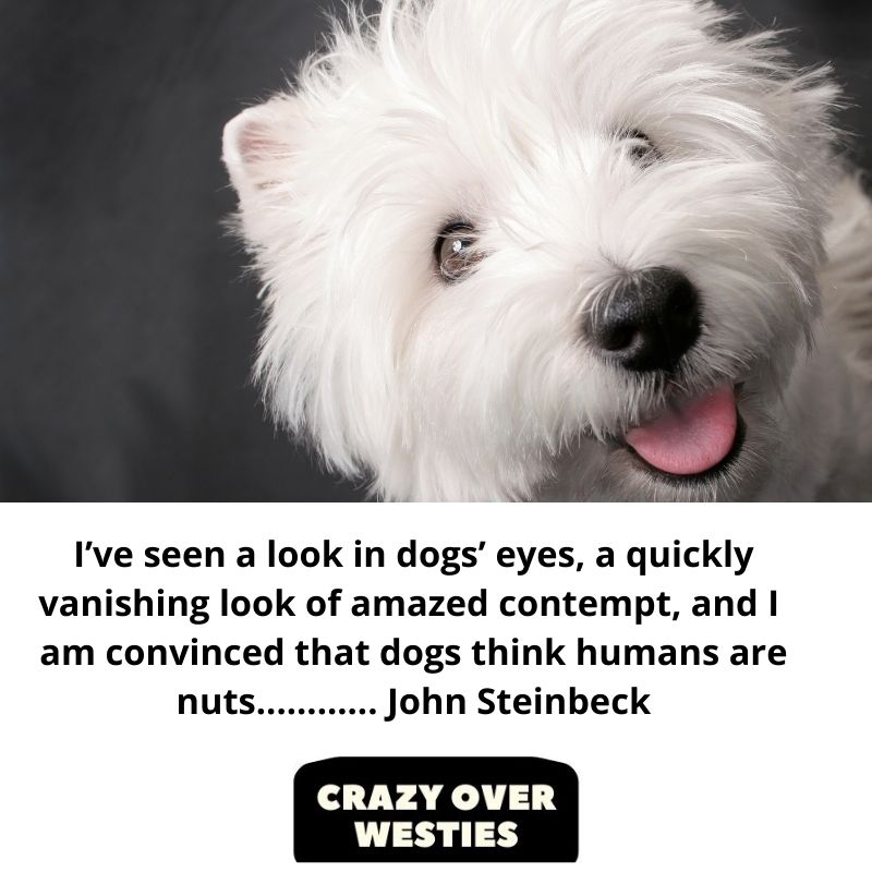 best westie dog quote