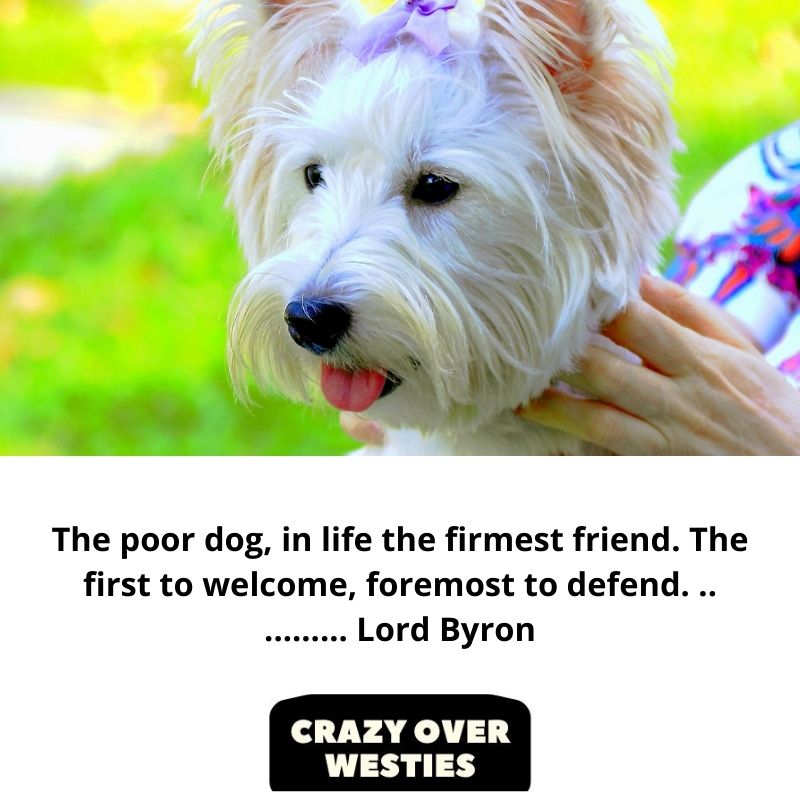 inspirational westie dog quote