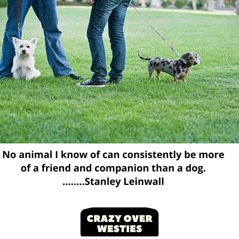 inspirational westie dog quote