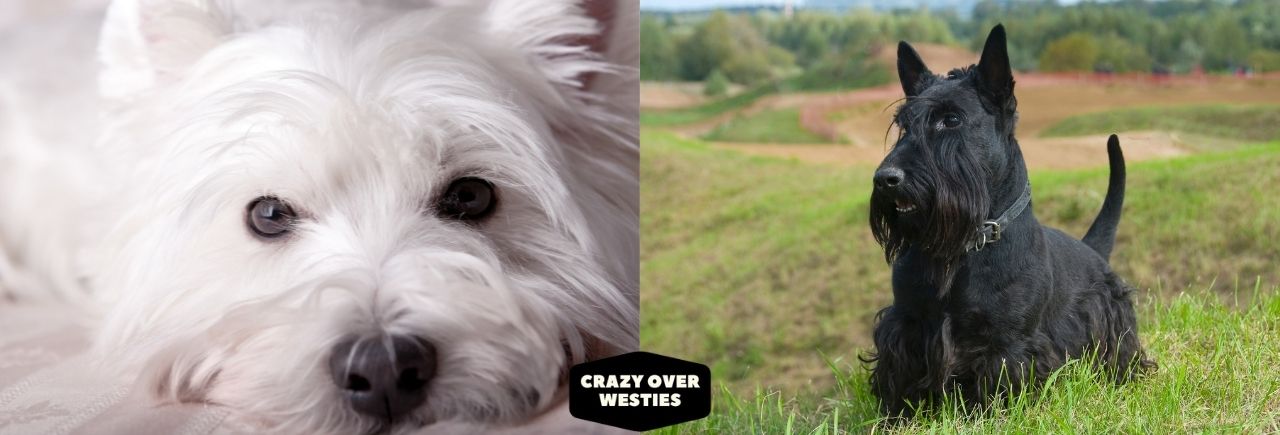 are westies and scotties the same