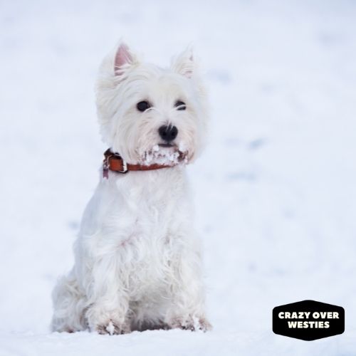 do westies like snow