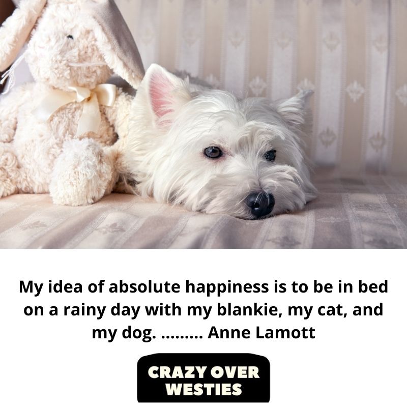 inspirational westie dog quote