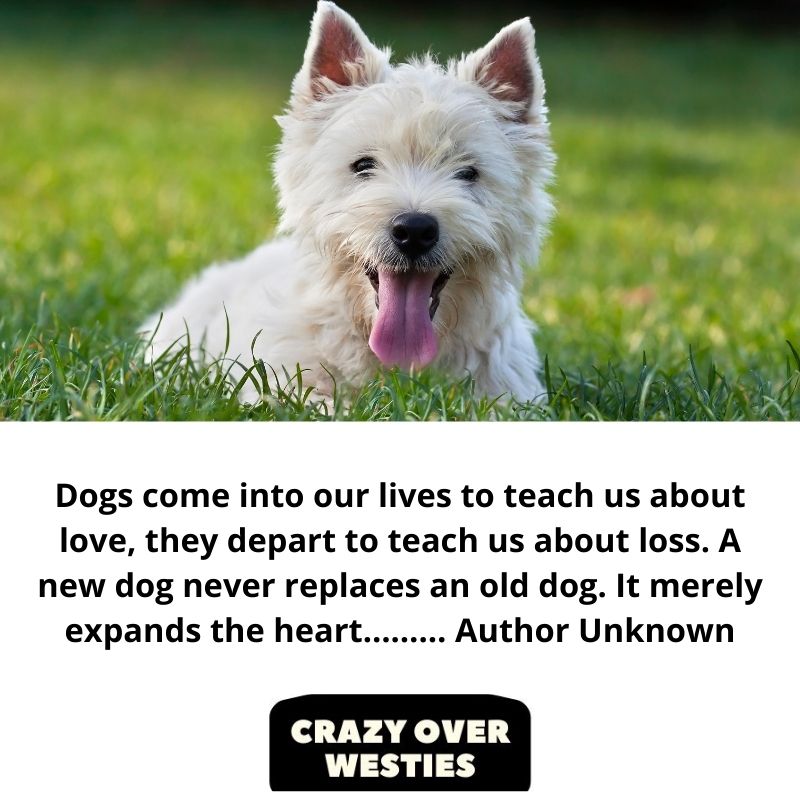 inspirational westie dog quotes