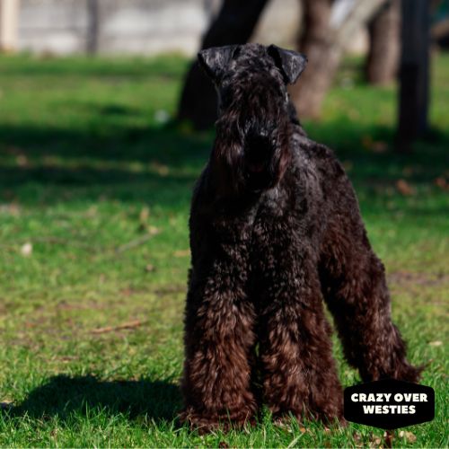 crazy over westies- Kerry Blue Terrier