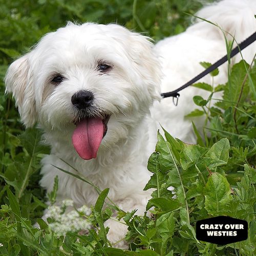 crazy over westies - Maltese