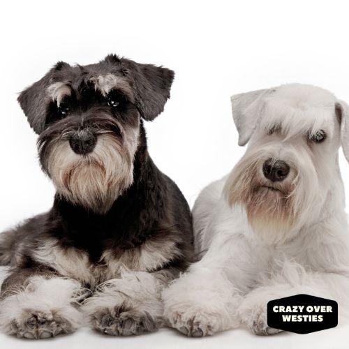 crazy over westies -Miniature Schnauzer 