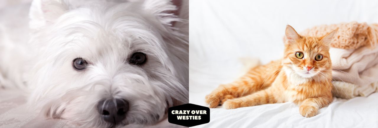 are westies good with cats