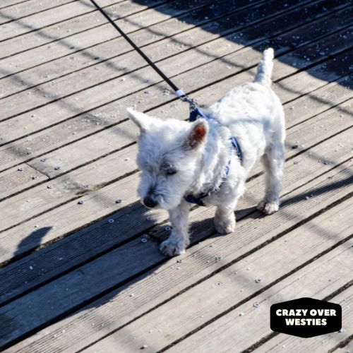 crazy over westies - westie on a leash