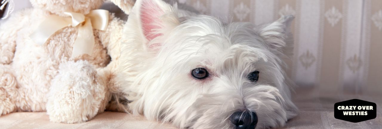 Are West Highland Terriers Non Shedding
