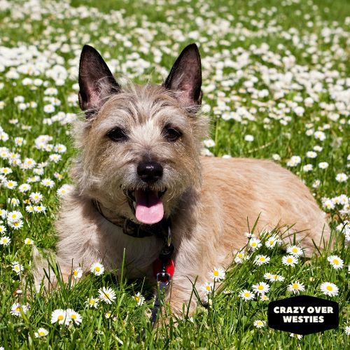 crazy over westies - Cairn Terrier: