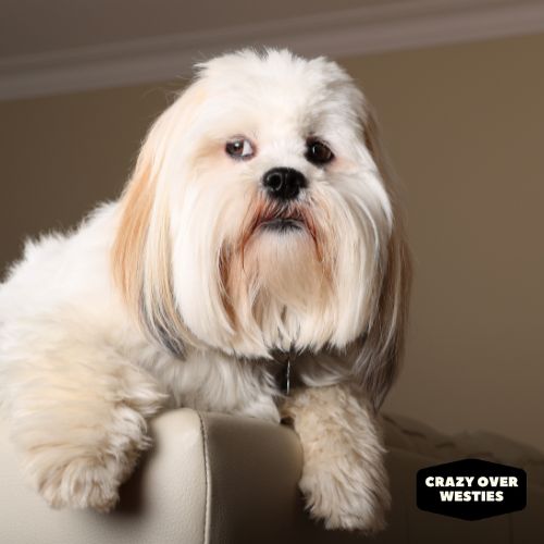What Other Dogs Are Non- Shedding -Lhasa Apso