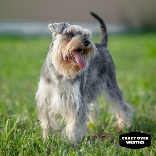 crazy over westies - Miniature Schnauzer