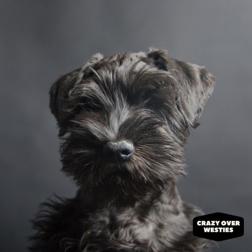 What Other Dogs Are Non- Shedding -Miniature Schnauzer 