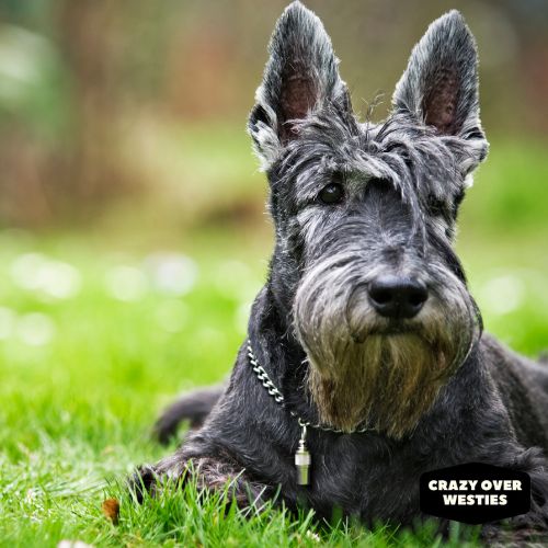 crazy over westies - Scottish Terrier