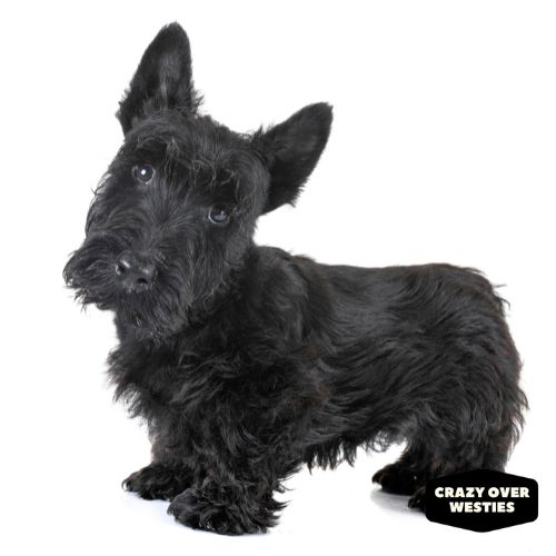 What Other Dogs Are Non- Shedding -  Scottish Terrier
