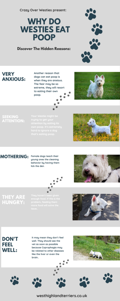 Why Do Westies Eat Poop Infographic