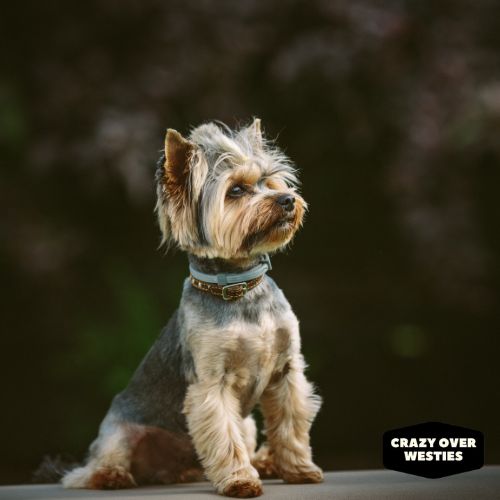 What Other Dogs Are Non-Shedding - Yorkshire Terrier