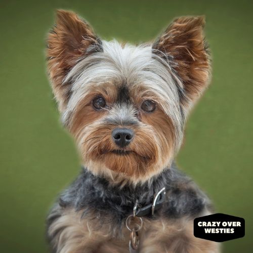 Crazy Over Westies - Yorkshire Terrier: