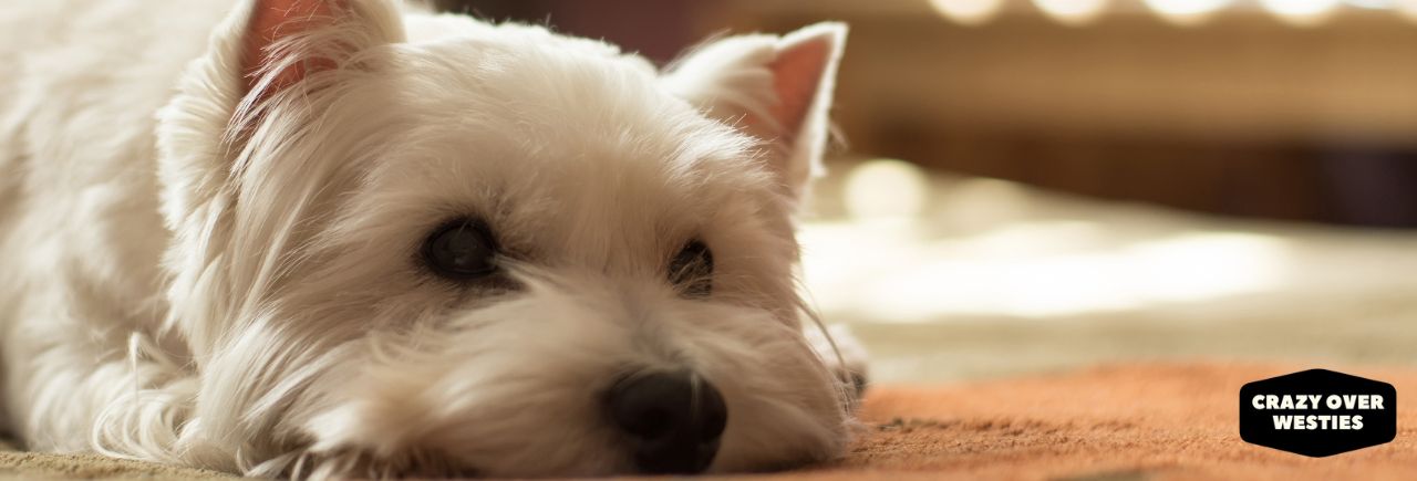 Are Westies Good For Seniors