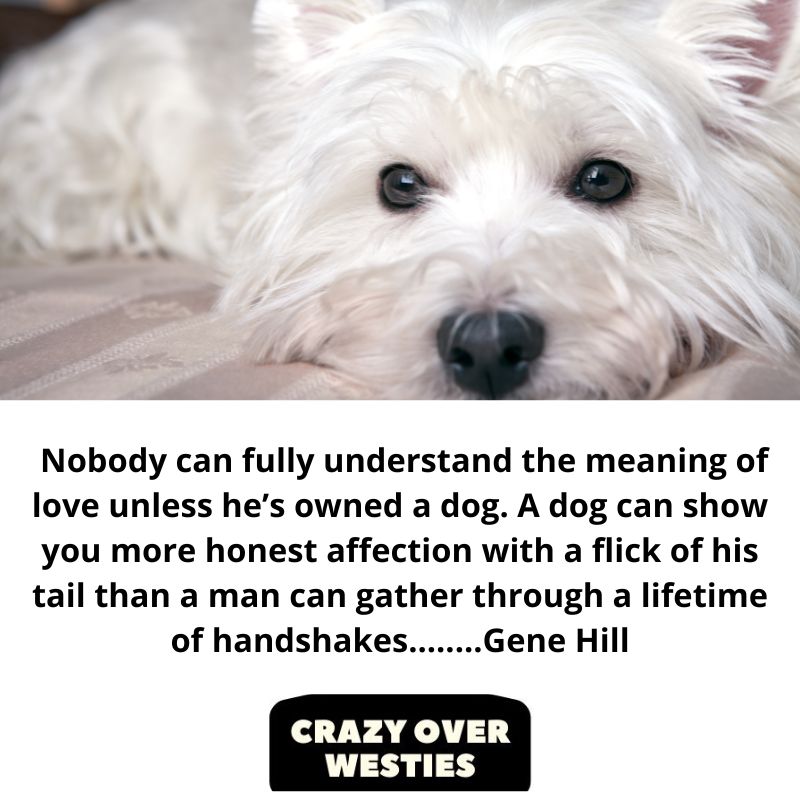 best westie dog quote