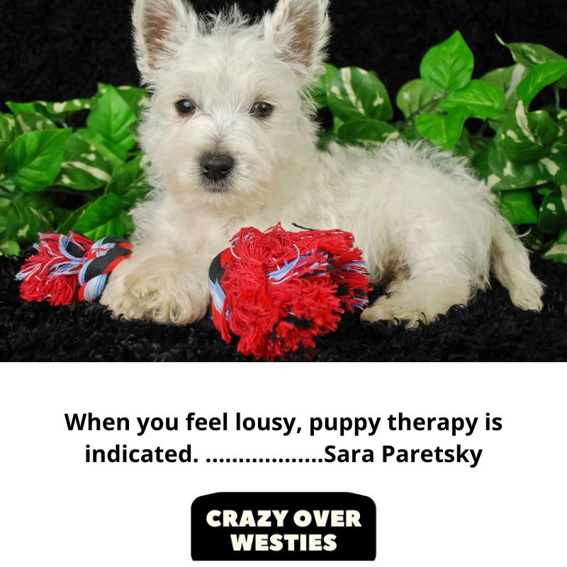 best westie dog quotes