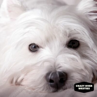 Westie FAQs: - (47 Answers You Should Know):