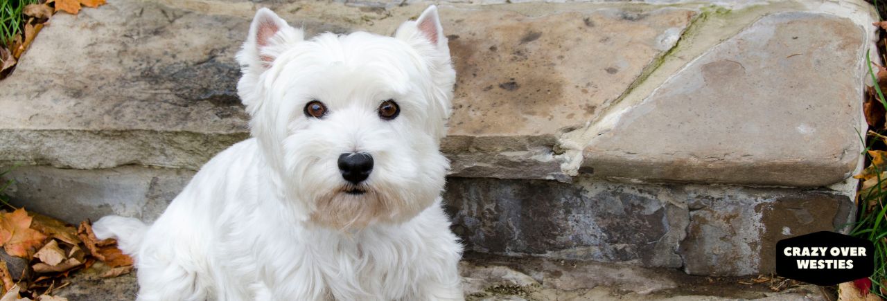 Are Westies Good With Other Dogs